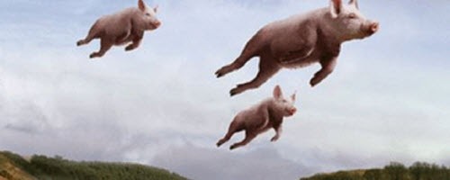 flying pigs